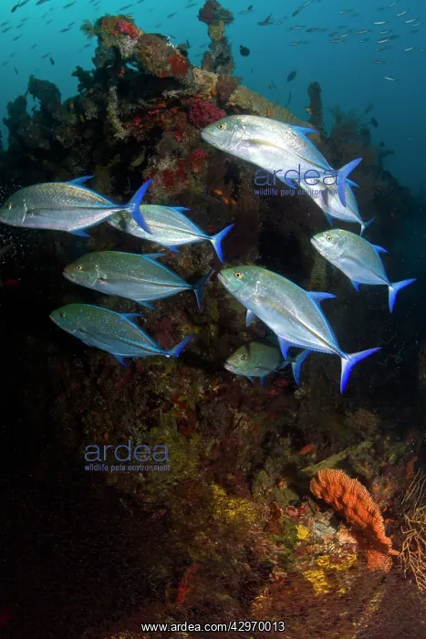 : Bluefin Trevally and Largespined Glassfish / Estuarine : Bluefin Trevally and Largespined Glassfish / Estuarine