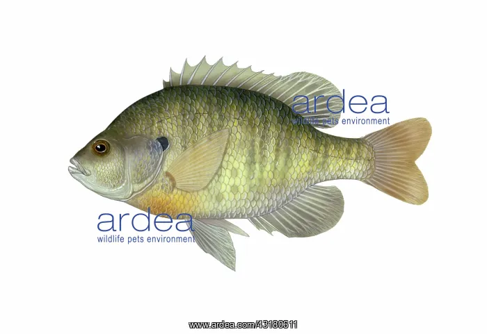 : Bluegill. Illustration of a bluegill (Lepomis macrochirus) : Bluegill. Illustration of a bluegill (Lepomis macrochirus)