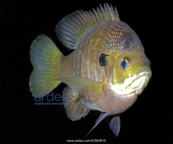 : Bluegill - Freshwaters : Bluegill - Freshwaters