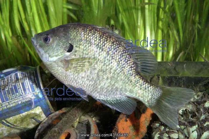 : Bluegill in Polluted Water : Bluegill in Polluted Water