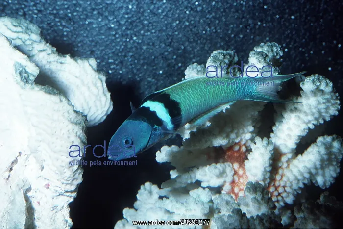 : BLUEHEAD WRASSE : BLUEHEAD WRASSE