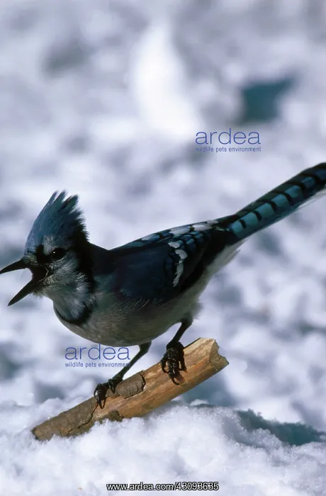 : Bluejay Calling : Bluejay Calling