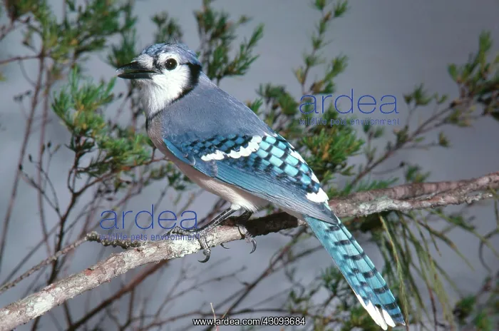 : Bluejay Calling : Bluejay Calling
