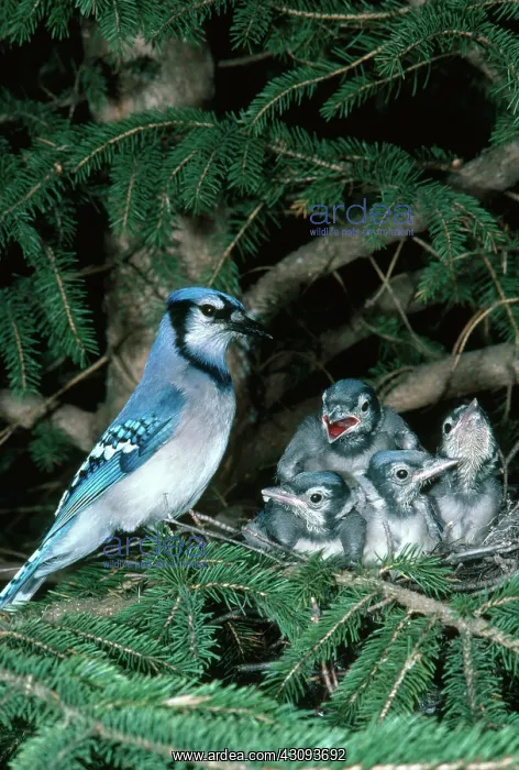 : Bluejay at Nest with Young : Bluejay at Nest with Young