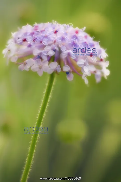 : Bluelaceflower : Bluelaceflower