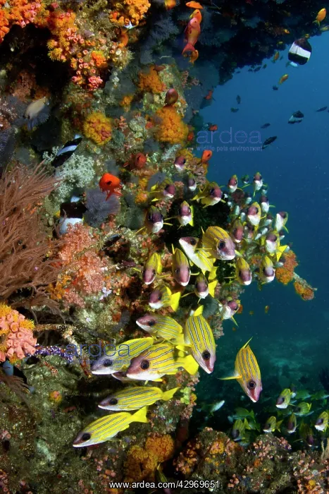 : Bluelined Snapper : Bluelined Snapper