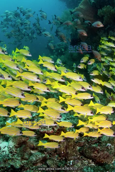 : Bluelined Snapper : Bluelined Snapper