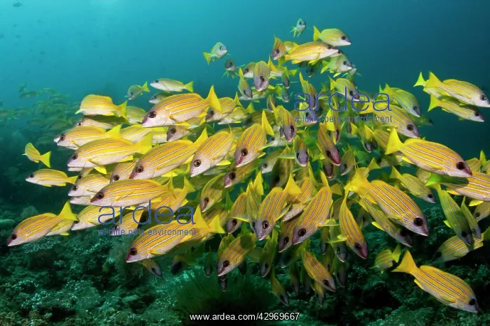 : Bluelined Snapper : Bluelined Snapper
