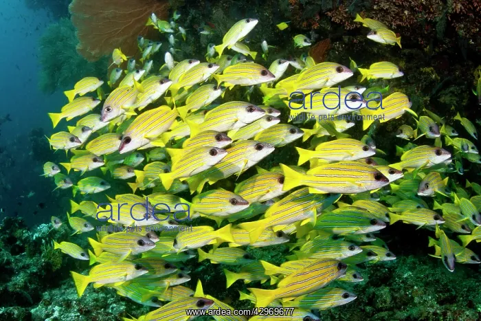 : Bluelined Snapper : Bluelined Snapper