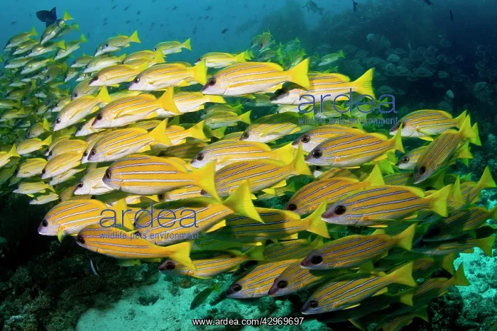 : Bluelined Snapper : Bluelined Snapper