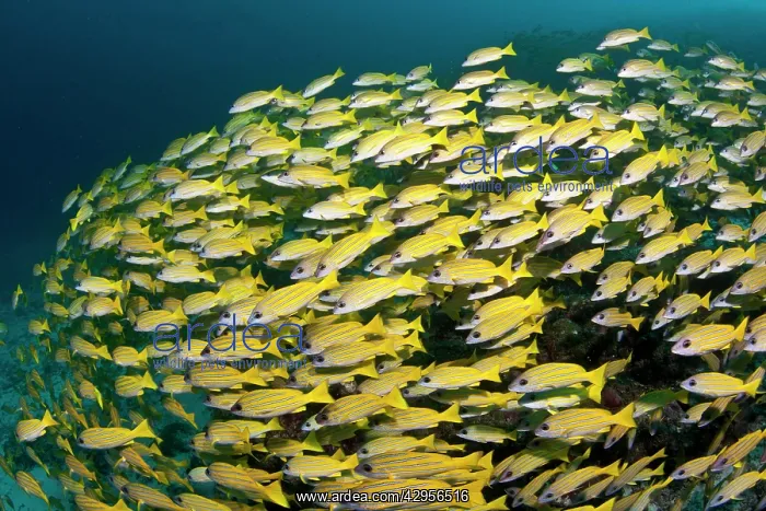 : Bluelined Snapper - school : Bluelined Snapper - school