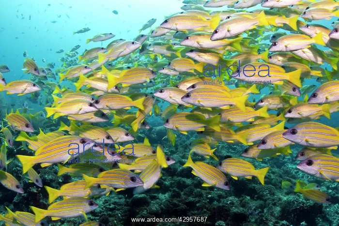 : Bluelined Snapper - school : Bluelined Snapper - school