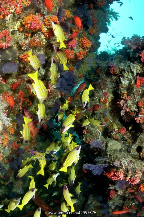 : Bluelined Snapper - school by colourful Coral Reef : Bluelined Snapper - school by colourful Coral Reef