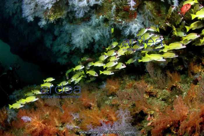 : Bluelined Snapper by Tree Soft Corals (Dendronephthya sp.) : Bluelined Snapper by Tree Soft Corals (Dendronephthya sp.)