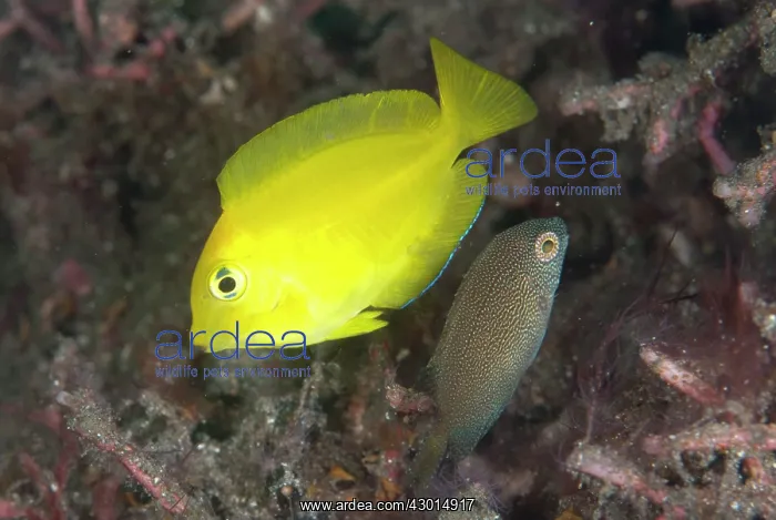  : Bluelipped Bristetooth juvenile