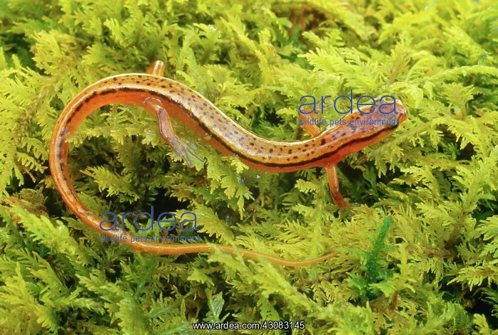 : Blueridge Two-lined Salamander : Blueridge Two-lined Salamander