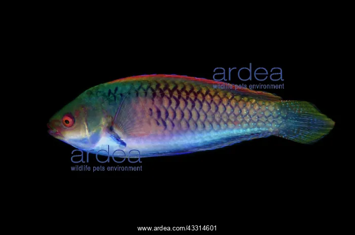 : Bluesided Wrasse : Bluesided Wrasse