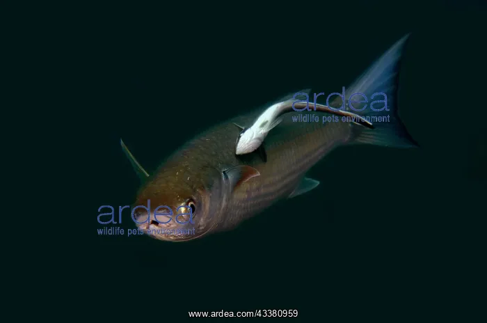 : Bluespot Mullet- with Slender Suckerfish - Jemeluk : Bluespot Mullet- with Slender Suckerfish - Jemeluk