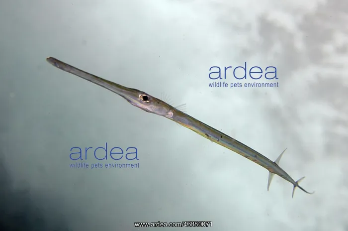 : Bluespotted Cornetfish : Bluespotted Cornetfish