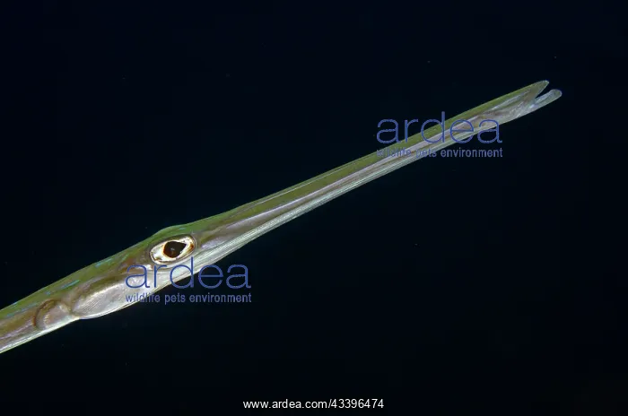 : Bluespotted Cornetfish : Bluespotted Cornetfish