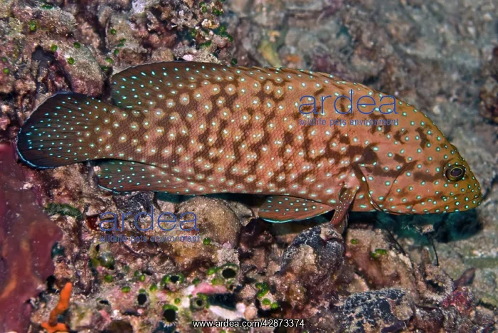 : Bluespotted Grouper : Bluespotted Grouper