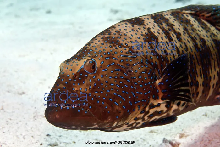 : Bluespotted Grouper : Bluespotted Grouper