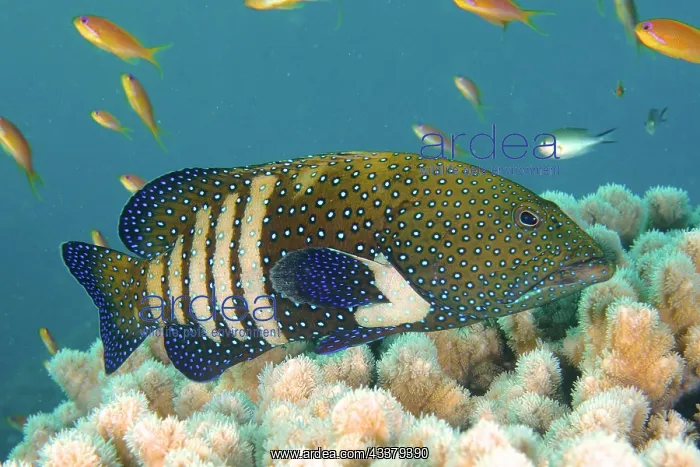 : Bluespotted grouper (Cephalopholis argus), House : Bluespotted grouper (Cephalopholis argus), House