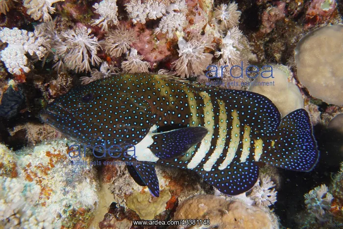 : Bluespotted grouper (Cephalopholis argus), House : Bluespotted grouper (Cephalopholis argus), House