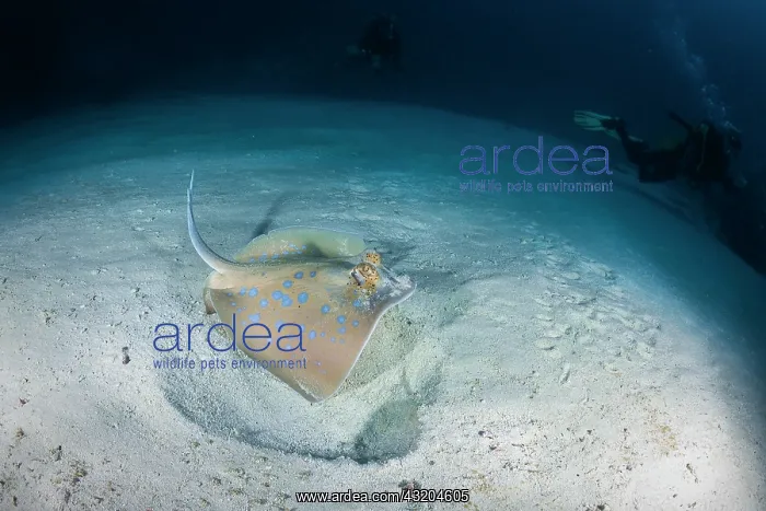: Bluespotted ribbontail ray (Taeniura lymma) above : Bluespotted ribbontail ray (Taeniura lymma) above