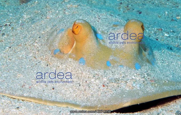 : Bluespotted ribbontail ray (Taeniura lymma), poisonous : Bluespotted ribbontail ray (Taeniura lymma), poisonous