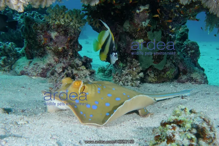 : Bluespotted ribbontail ray (Taeniura lymma) and : Bluespotted ribbontail ray (Taeniura lymma) and
