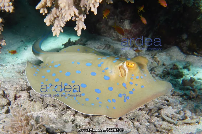 : Bluespotted ribbontail ray (Taeniura lymma), House r : Bluespotted ribbontail ray (Taeniura lymma), House r