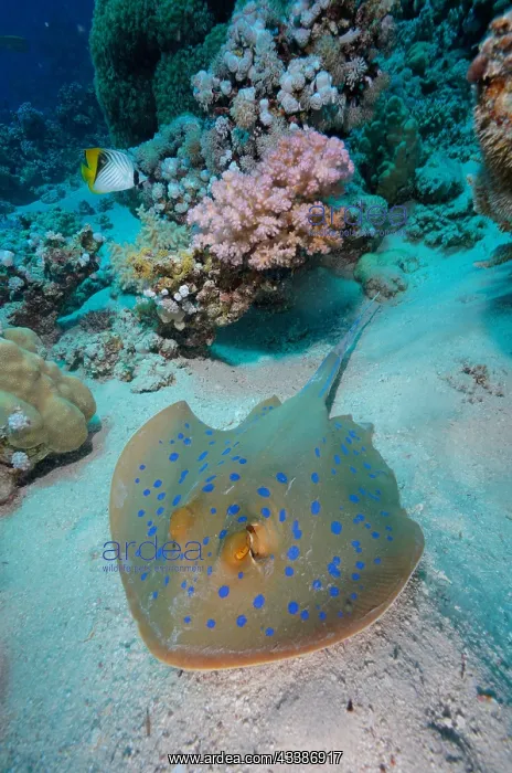 : Bluespotted ribbontail ray (Taeniura lymma), Marsa S : Bluespotted ribbontail ray (Taeniura lymma), Marsa S