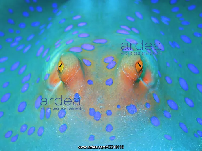 : Bluespotted ribbontail ray (Taeniura lymma), eyes : Bluespotted ribbontail ray (Taeniura lymma), eyes