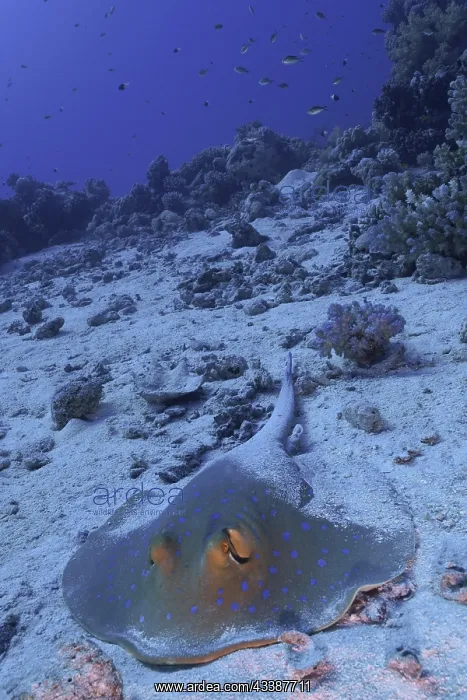 : Bluespotted ribbontail ray (Taeniura lymma), Fur : Bluespotted ribbontail ray (Taeniura lymma), Fur