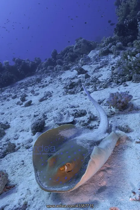 : Bluespotted ribbontail ray (Taeniura lymma), Fur : Bluespotted ribbontail ray (Taeniura lymma), Fur