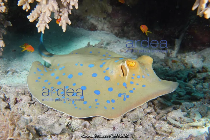 : Bluespotted ribbontail ray (Taeniura lymma), Hou : Bluespotted ribbontail ray (Taeniura lymma), Hou