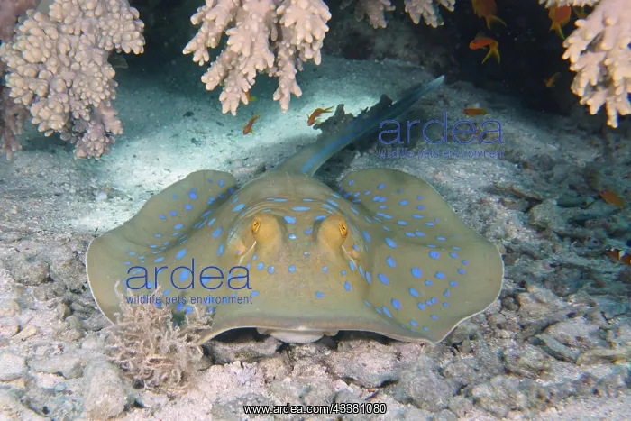 : Bluespotted ribbontail ray (Taeniura lymma), House : Bluespotted ribbontail ray (Taeniura lymma), House
