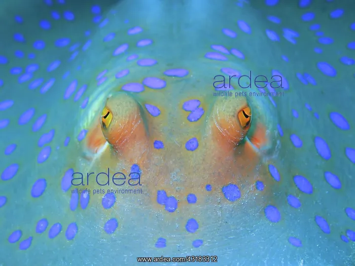 : Bluespotted ribbontail ray (Taeniura lymma), Red : Bluespotted ribbontail ray (Taeniura lymma), Red