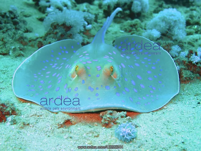 : Bluespotted ribbontail ray (Taeniura lymma), Red : Bluespotted ribbontail ray (Taeniura lymma), Red