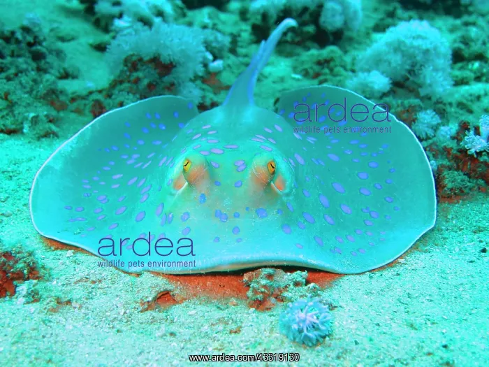 : Bluespotted ribbontail ray (Taeniura lymma), Red : Bluespotted ribbontail ray (Taeniura lymma), Red
