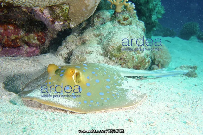 : A bluespotted ribbontail ray (Taeniura lymma) resting : A bluespotted ribbontail ray (Taeniura lymma) resting