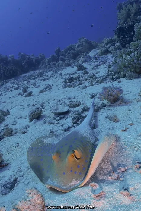 : Bluespotted ribbontail ray (Taeniura lymma), Small : Bluespotted ribbontail ray (Taeniura lymma), Small