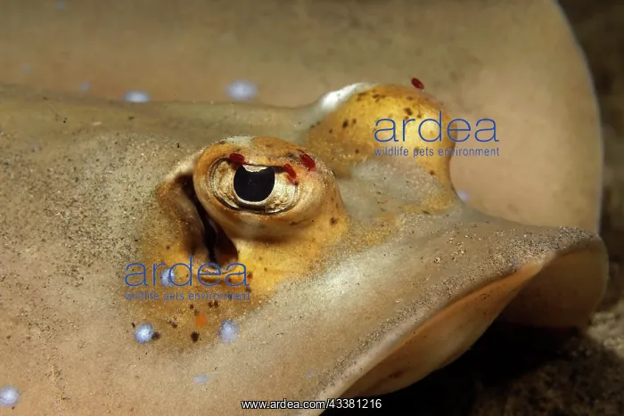 : Bluespotted stingray (Neotrygon kuhlii) or Kuhl's : Bluespotted stingray (Neotrygon kuhlii) or Kuhl's