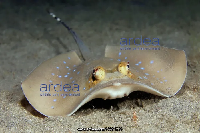 : Bluespotted stingray (Neotrygon kuhlii) or Kuhl's : Bluespotted stingray (Neotrygon kuhlii) or Kuhl's