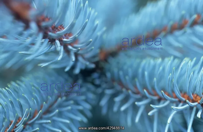 : Bluespruce : Bluespruce