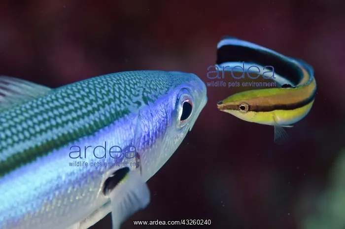 : Bluestreak Cleaner bluestreak cleaner wrasse (Labroides : Bluestreak Cleaner bluestreak cleaner wrasse (Labroides