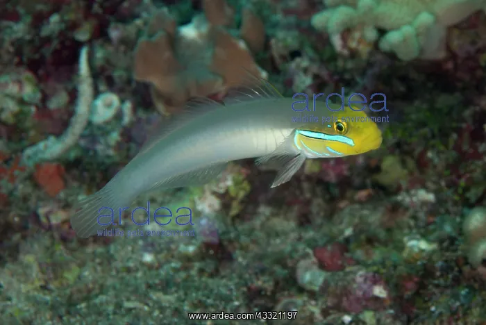 : Bluestreak Goby : Bluestreak Goby