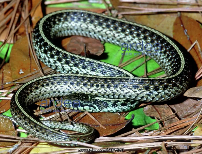 : Bluestripe Garter Snake : Bluestripe Garter Snake