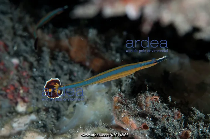  : Bluestripe Pipefish during night dive